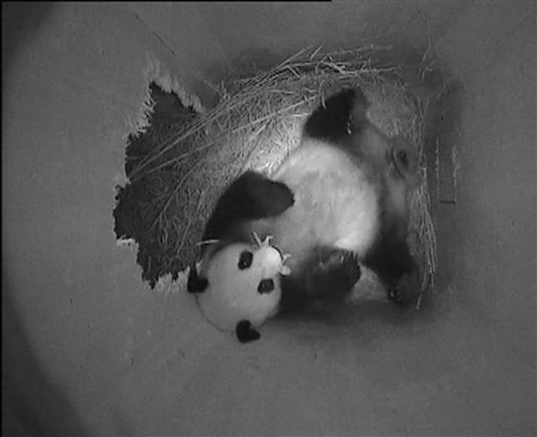 In this photo taken with a surveillance camera and provided by the Schoenbrunn Zoo, female giant panda Yang Yang holds her newborn cub in her mouth in an enclosed compound in Vienna, on Monday, Aug. 23, 2010. 